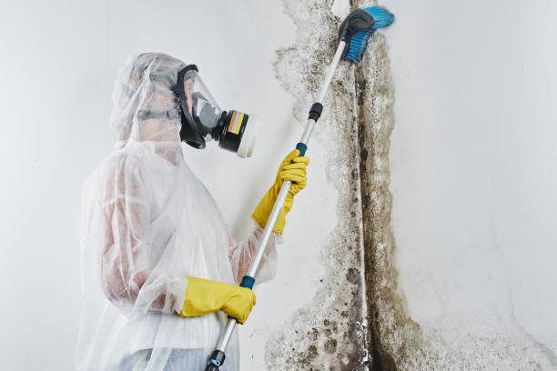 Best Mold Remediation  in Jeffersonville, IN