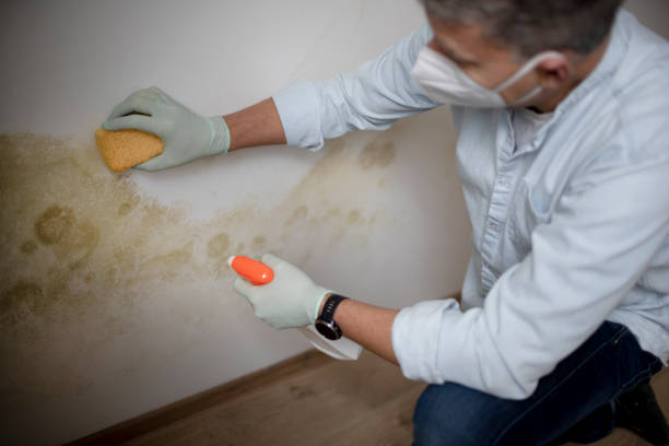 Best Fast Mold Removal  in Jeffersonville, IN