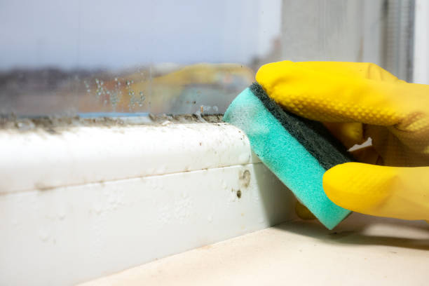Best Local Mold Removal Service  in Jeffersonville, IN