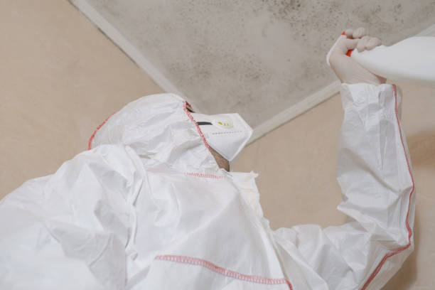 Best Residential Mold Removal  in Jeffersonville, IN
