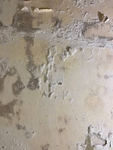 Best Professional Mold Removal  in Jeffersonville, IN