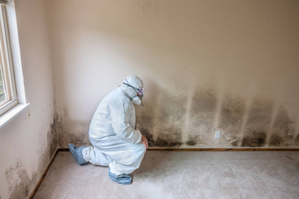 Best Commercial Mold Removal  in Jeffersonville, IN