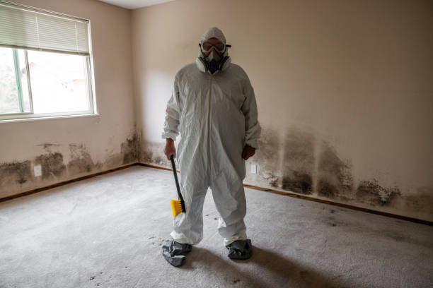 Best Mold Removal Company Near Me  in Jeffersonville, IN