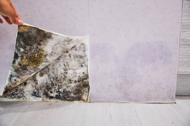 Best Mold Removal Company Near Me  in Jeffersonville, IN